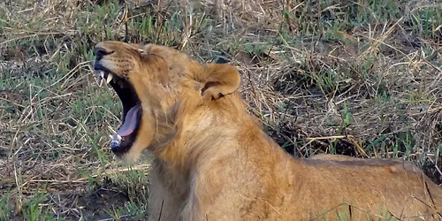 Red Chilli Murchison Falls 3 Day Falls and Game Safari at $370pp