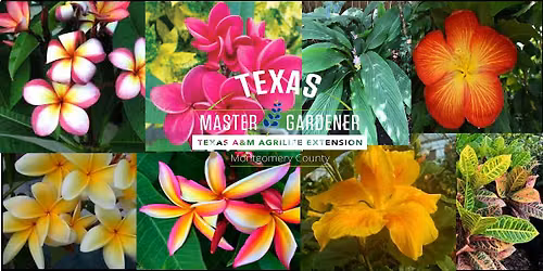 "Plumeria\u201d and \u201cTropicals for the Southern Garden"