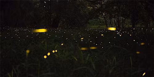 Firefly Hike at Graham Nature Preserve