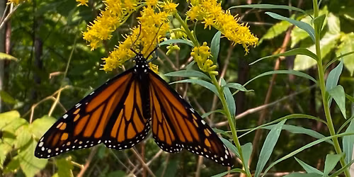 Earth Day: Free Admission at the Bird Sanctuary