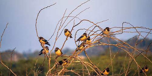 Birds and Nature Meetup