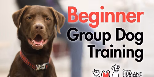 Beginner Group Dog Training