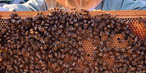 Eastwood Hall Craft Fair