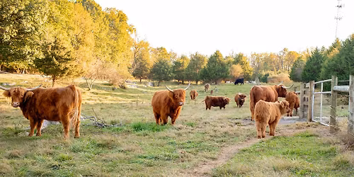 Highland Cow Meet and Greet (Registration Required) 