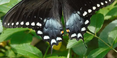 Butterfly Survey