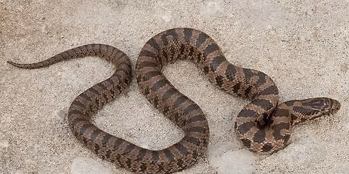 Wildlife Wonderings: The Prairie Kingsnake