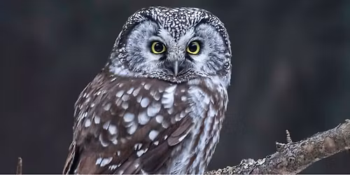 Full Moon Owl Prowl at Lyman Reserve