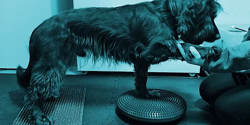 Milka Tauru: Hajuty\u00f6koiran fyysinen harjoittelu