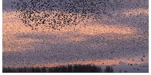 Dusk Bird Walks