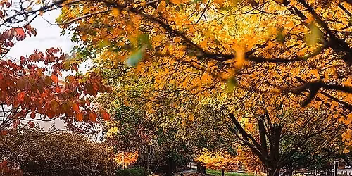 Living Collection Series: Fall Foliage Walk