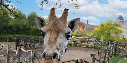 Pairi Daiza, \u00e9lu meilleur zoo d'Europe