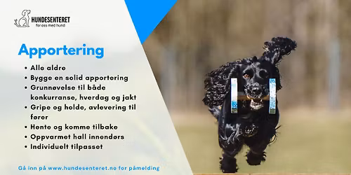\ud83d\udc3e Apporteringskurs \u2013 for b\u00e5de jakt- og hverdagshunder (FULLT)