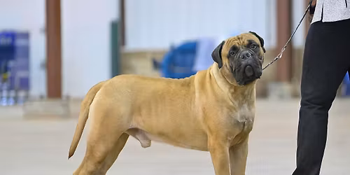 IABCA's 2026 Sunshine Spring Sieger International Dog Show