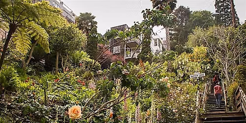 Scaling the Heights: Telegraph Hill to Russian Hill