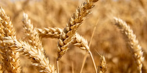 Lughnasadh - Lhammas celebration on Primrose Hill, London