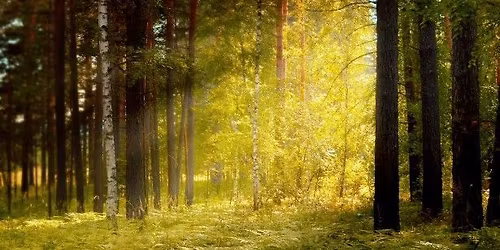 Shamanic Healing Circle Taster