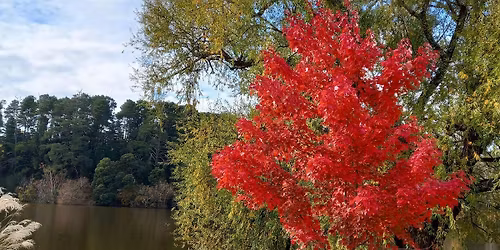 Lake Daylesford autumn colours (4 spots - road trip)
