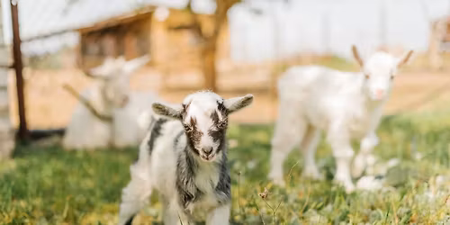 Goat Project Yearly Meeting 