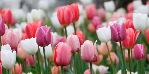 Aufbl\u00fchen \u2013 Fr\u00fchlingsstart in der G\u00e4rtnerei Sollenau