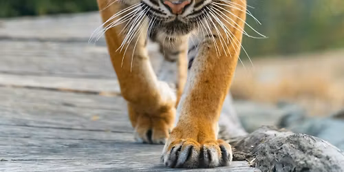 Endangered Species Day