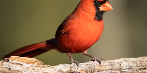 Wildlife Wonderings: Northern Cardinal