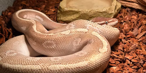 Sensational Snakes: Venomous Species