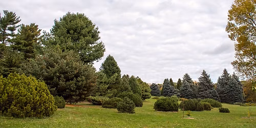 Conifers Garden Tour