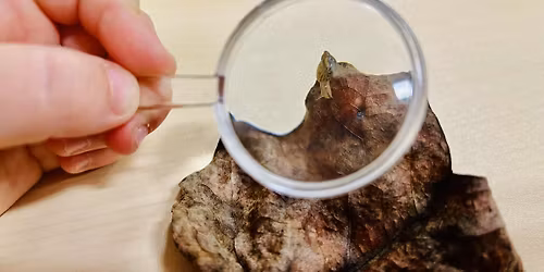 Nature Explorer Summer Camp