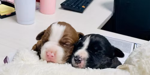 2nd Annual Pawliday Party