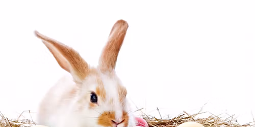 Coast - Bunny Hop Edition with Laurie Schwimmer