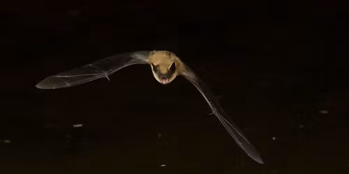 Science Speaks: Bats with Dr. Vonhof 