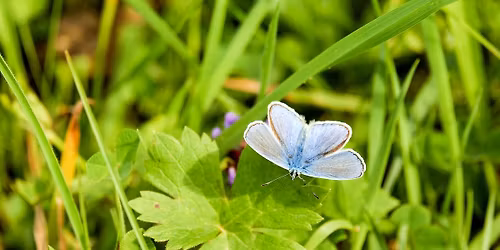 Shipley Station Butterfly Meadow Open Day