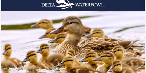 Delta Waterfowl Banquet- Gates of the Mountains Chapter