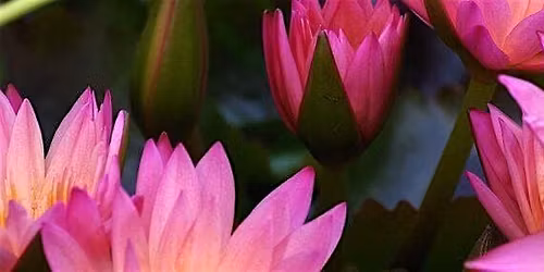 Meditation in the Park