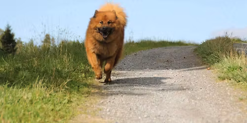 \ud83c\udf1fNorsk Eurasierklubb ~ Jubileumsspesial 2026\ud83c\udf1f