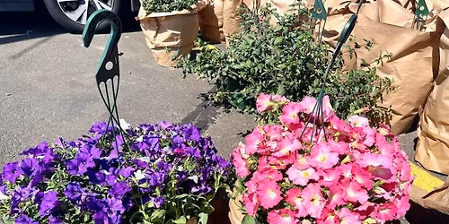 Flower Baskets for YoungLife Newport