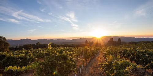 Cellar Tasting: Whitehall Lane Winery