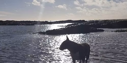 Angus's New Year Bullie Walk