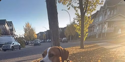Airdrie Neutrality Pack Walk