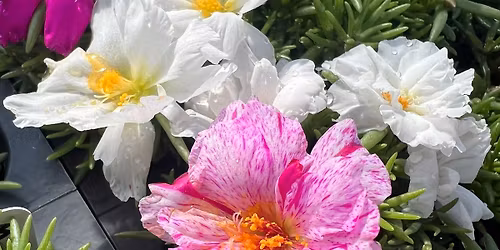 CWC Plant Sale