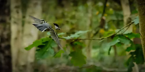 Beginners' Birding - Top Farm Lissington