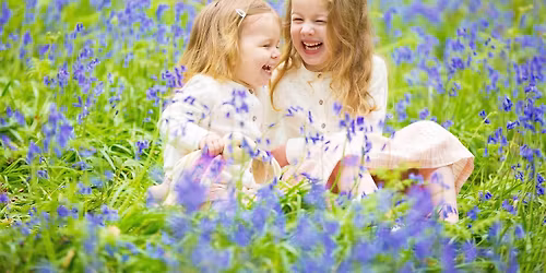 Bluebell family photoshoots in woodland
