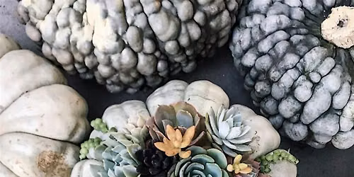Living Succulent Pumpkin Arrangement