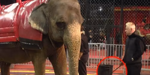 Protest the Cruel Loomis Bros. Circus in Brooksville!