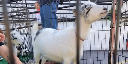 \ud83d\udc3e Free Petting Zoo Day at Playgrounds! \ud83d\udc30