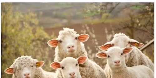 The A to Zzz's of Sleep Health