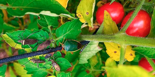 Garden Basics: Is that a good bug or a bad bug on my vegetable plants?