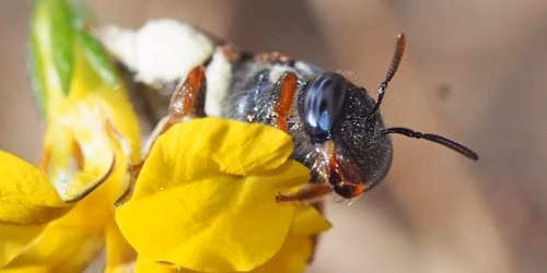 The Wonderful World of Native Bees with Dr Kit Prendergast