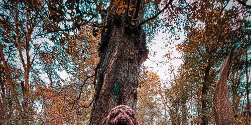 Woodland Wellness Walk