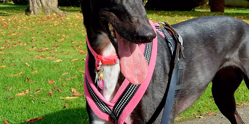 NOVEMBER WALK 2025 - Last one of the Year